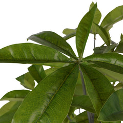 Faux Pachira Money Plant