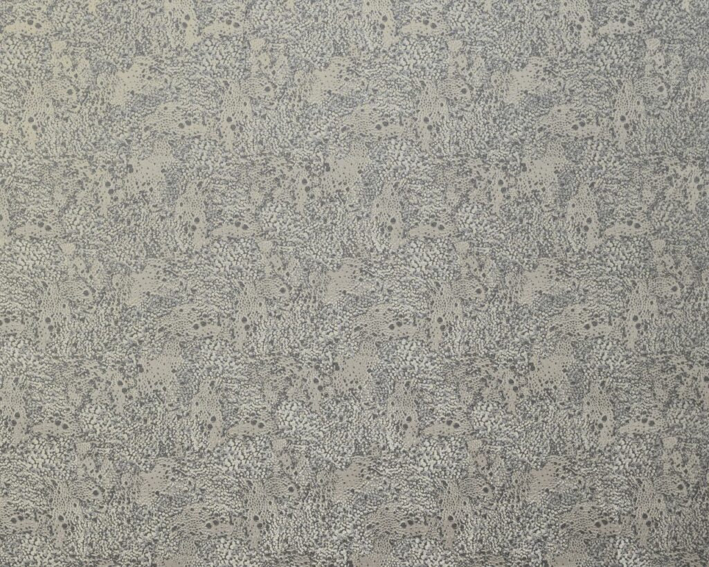 Ashley Wilde Dolomite Fossil